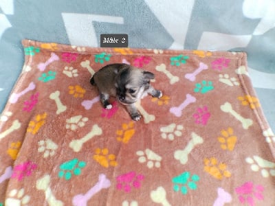 Les chiots de Chihuahua