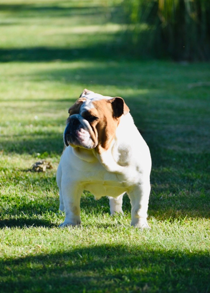 Publication : de Théop's Auteur : De theop s