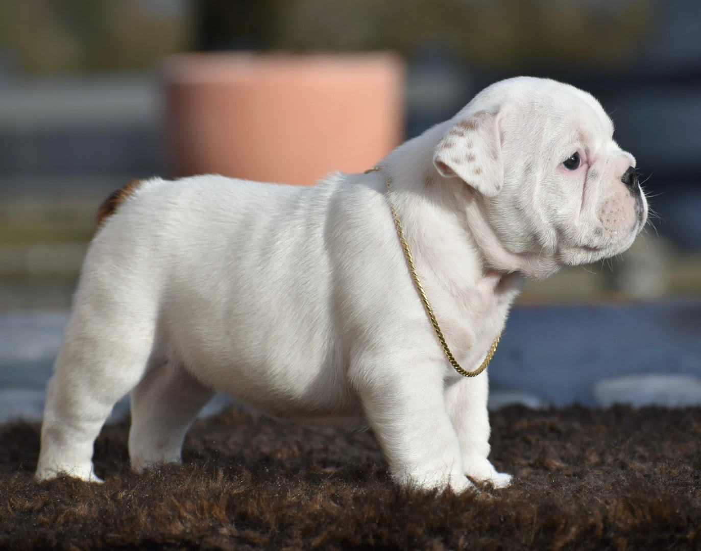 AKENATON De Théop s