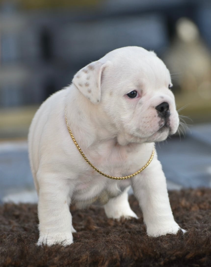 AKENATON De Théop s