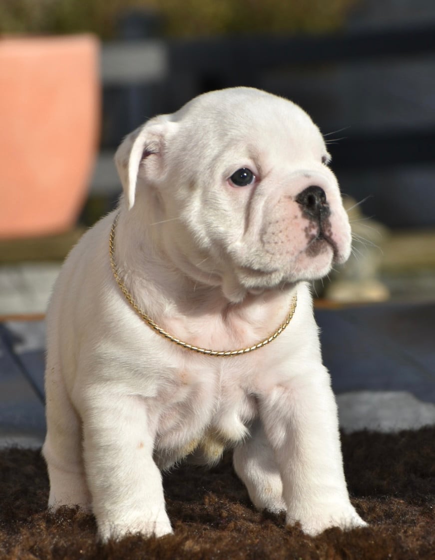 AKENATON De Théop s