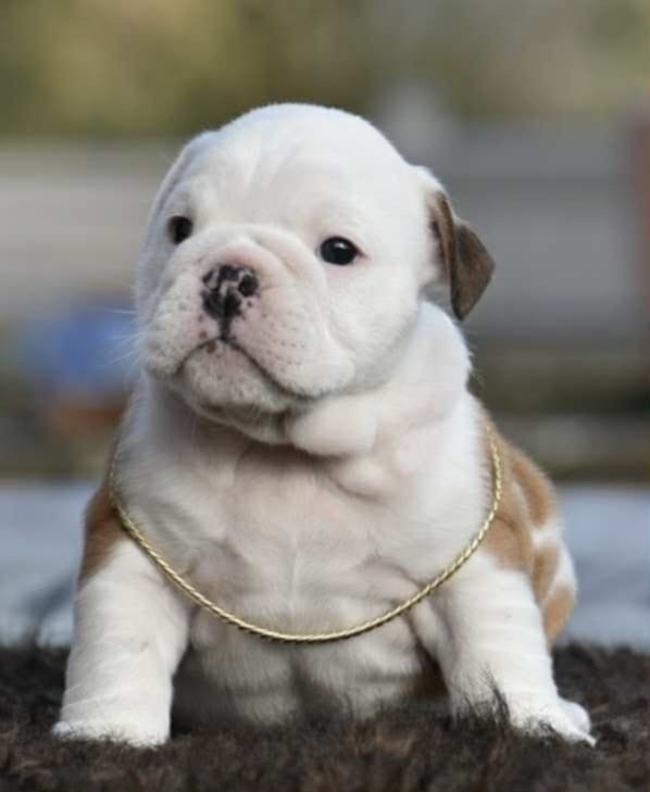 ARCHIBALD De Théop s