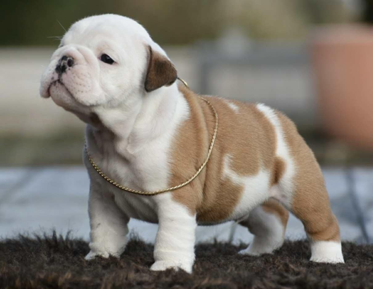 ARCHIBALD De Théop s