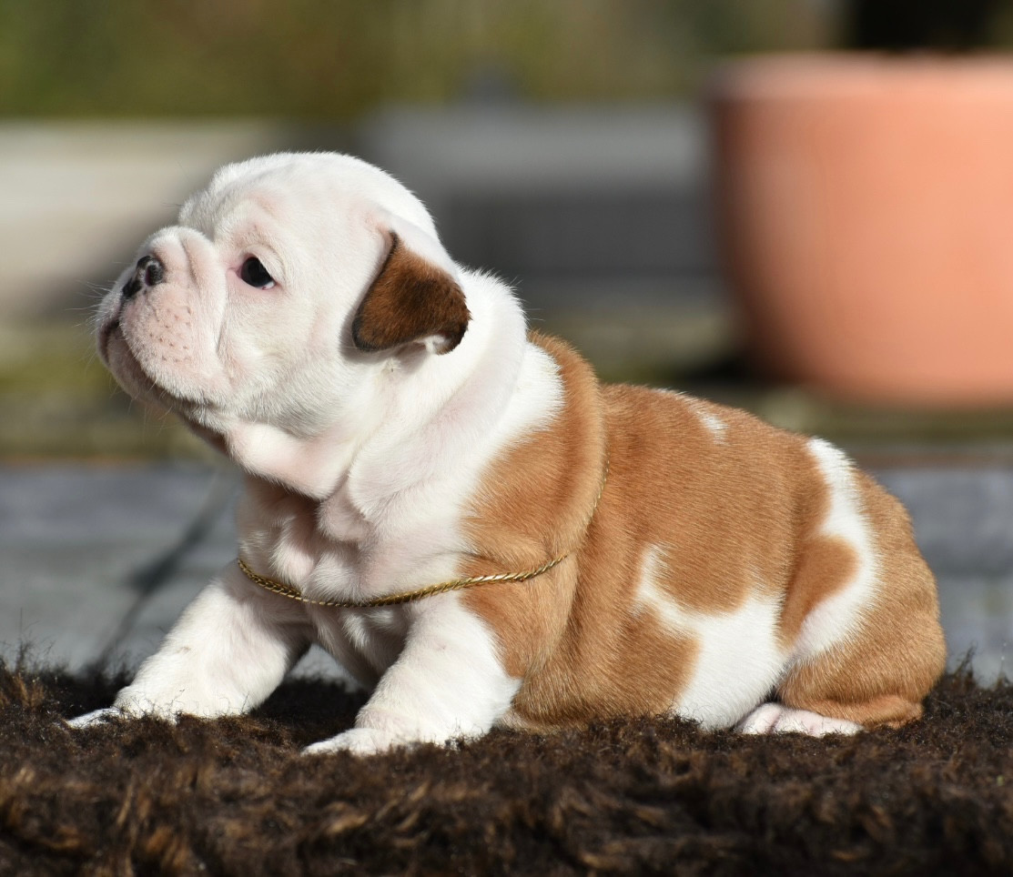 ARCHIBALD De Théop s