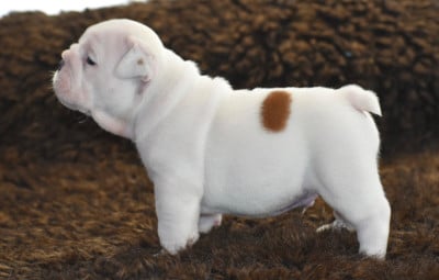 Les chiots de Bulldog Anglais