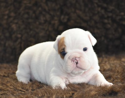 Les chiots de Bulldog Anglais