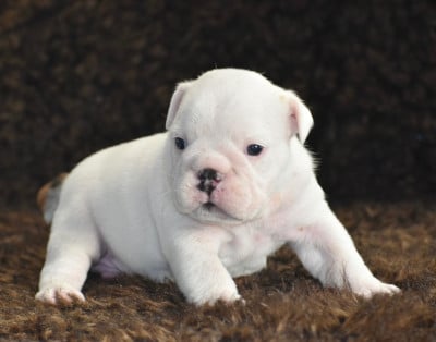 Les chiots de Bulldog Anglais