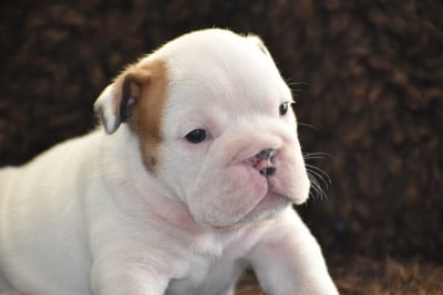 Les chiots de Bulldog Anglais