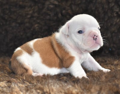 Les chiots de Bulldog Anglais