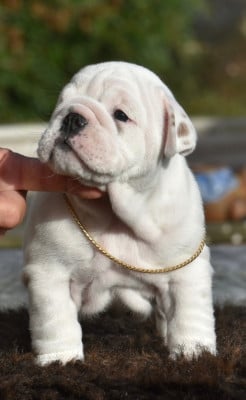 Les chiots de Bulldog Anglais