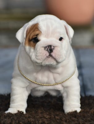 Les chiots de Bulldog Anglais