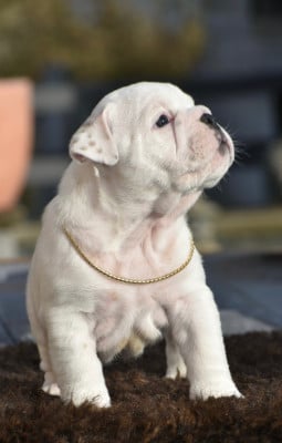 Les chiots de Bulldog Anglais