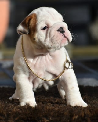 Les chiots de Bulldog Anglais