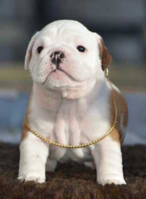 Les chiots de Bulldog Anglais