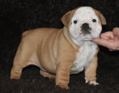 Les chiots de Bulldog Anglais