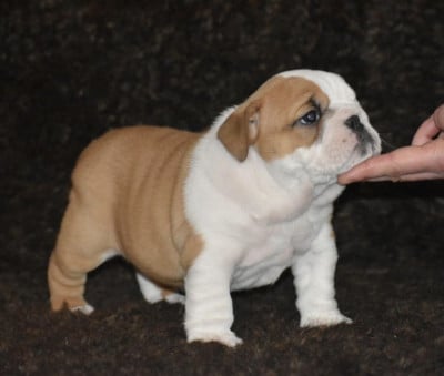 Les chiots de Bulldog Anglais