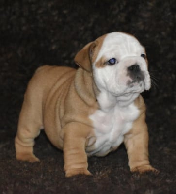 Les chiots de Bulldog Anglais
