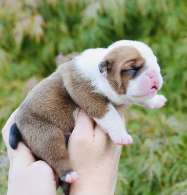 Les chiots de Bulldog Anglais