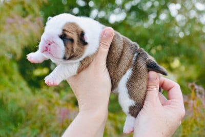 Les chiots de Bulldog Anglais