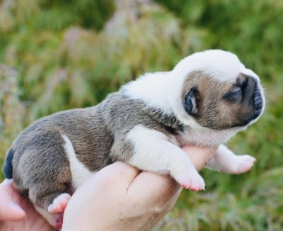 Les chiots de Bulldog Anglais
