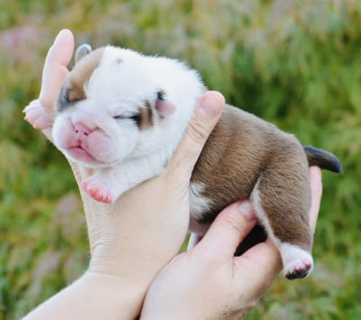 Les chiots de Bulldog Anglais