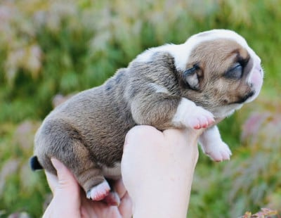 Les chiots de Bulldog Anglais