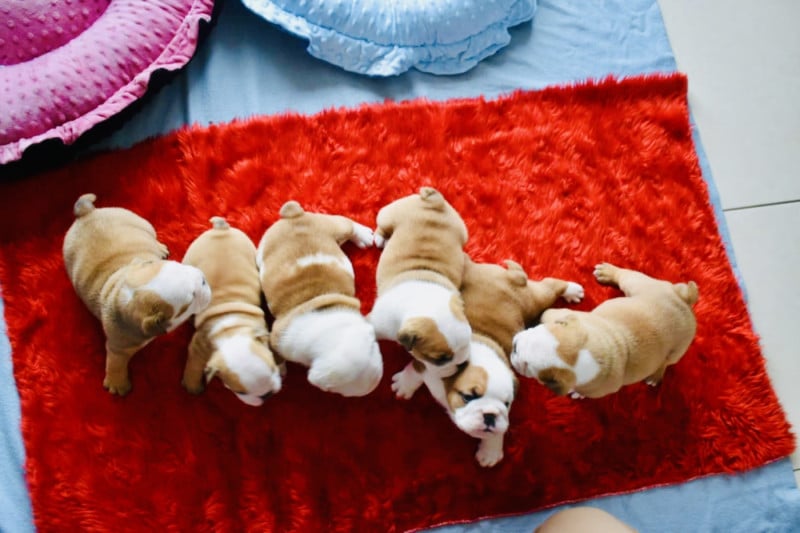 Bulldog Anglais - de Théop's