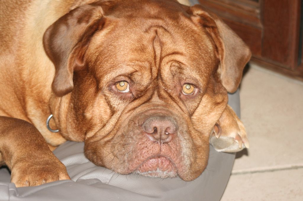 Ossi fraga Sweet Force