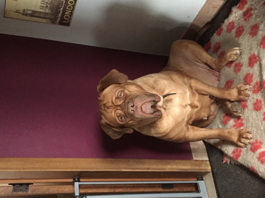 Ossi fraga Sweet Force