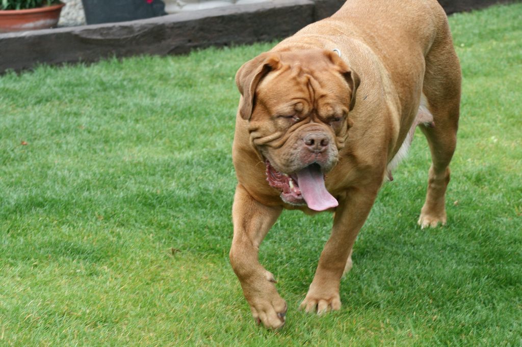 Ossi fraga Sweet Force