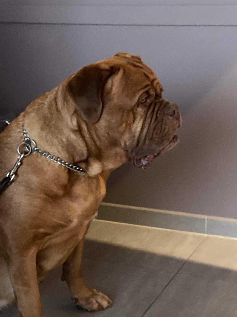 Ossi fraga Sweet Force