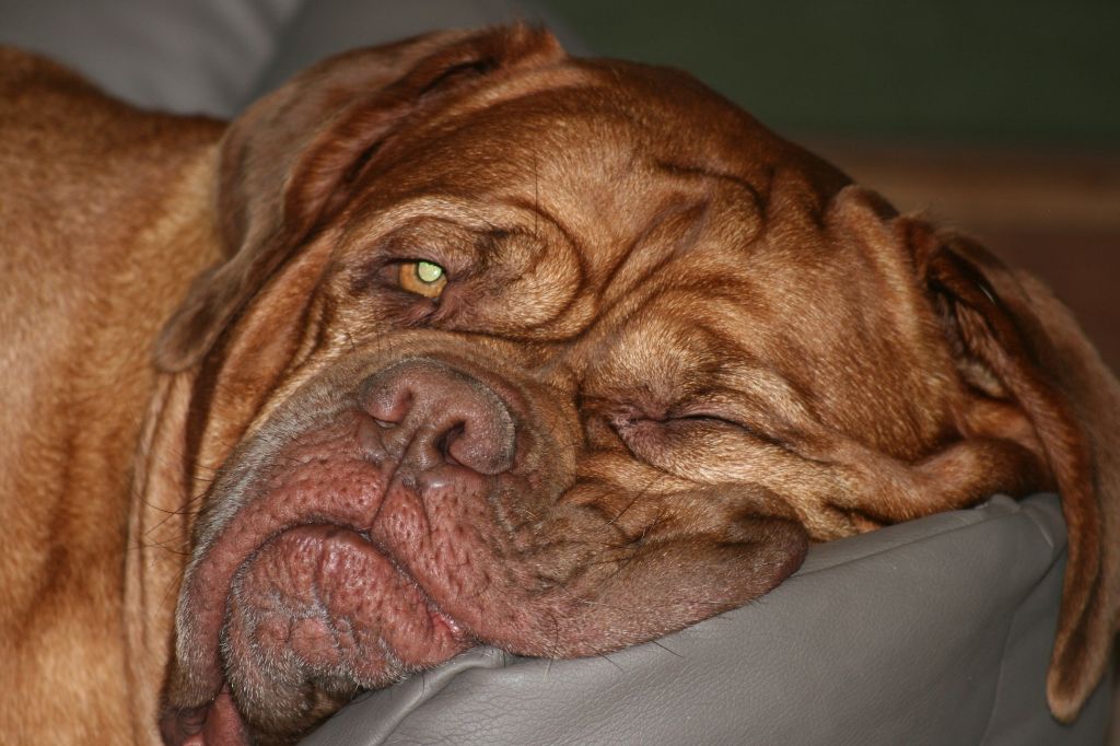 Ossi fraga Sweet Force