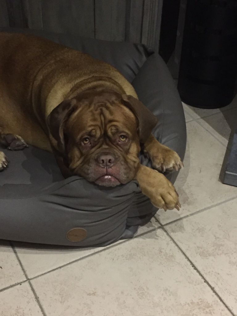 Ossi fraga Sweet Force