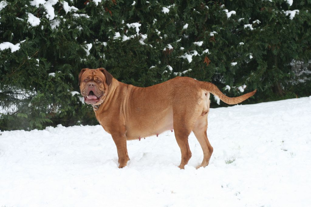 Ossi fraga Sweet Force