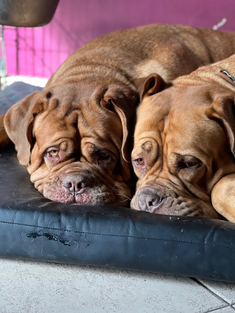 Ossi fraga Sweet Force