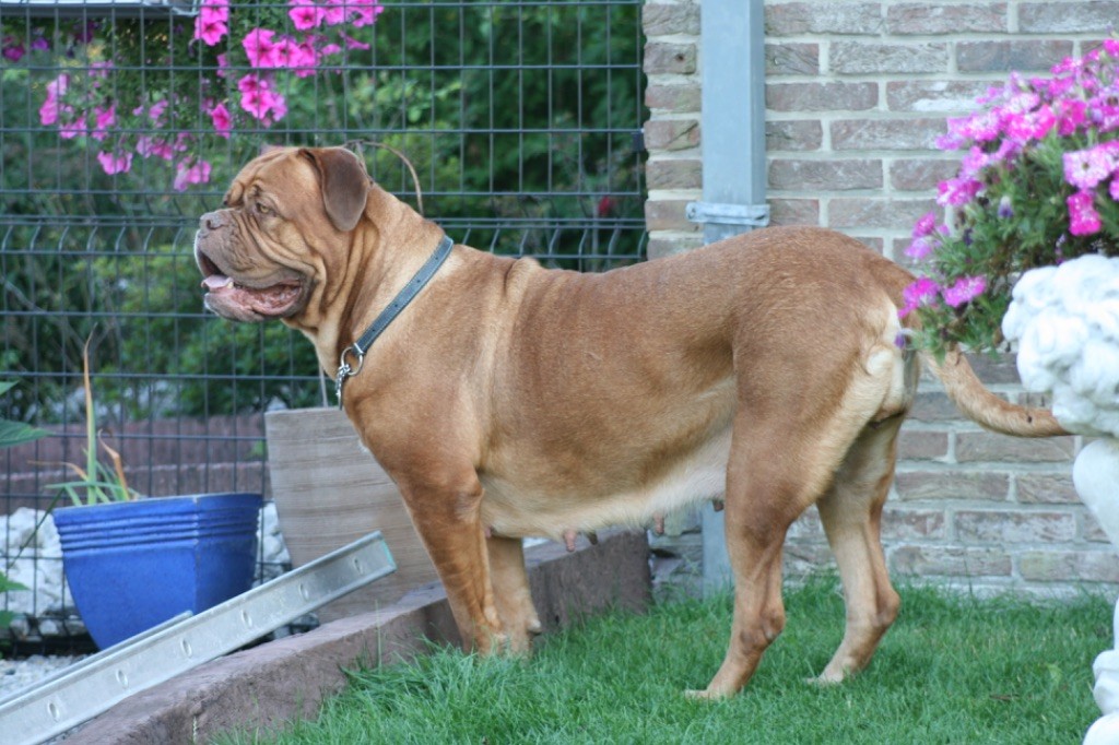 Ossi fraga Sweet Force