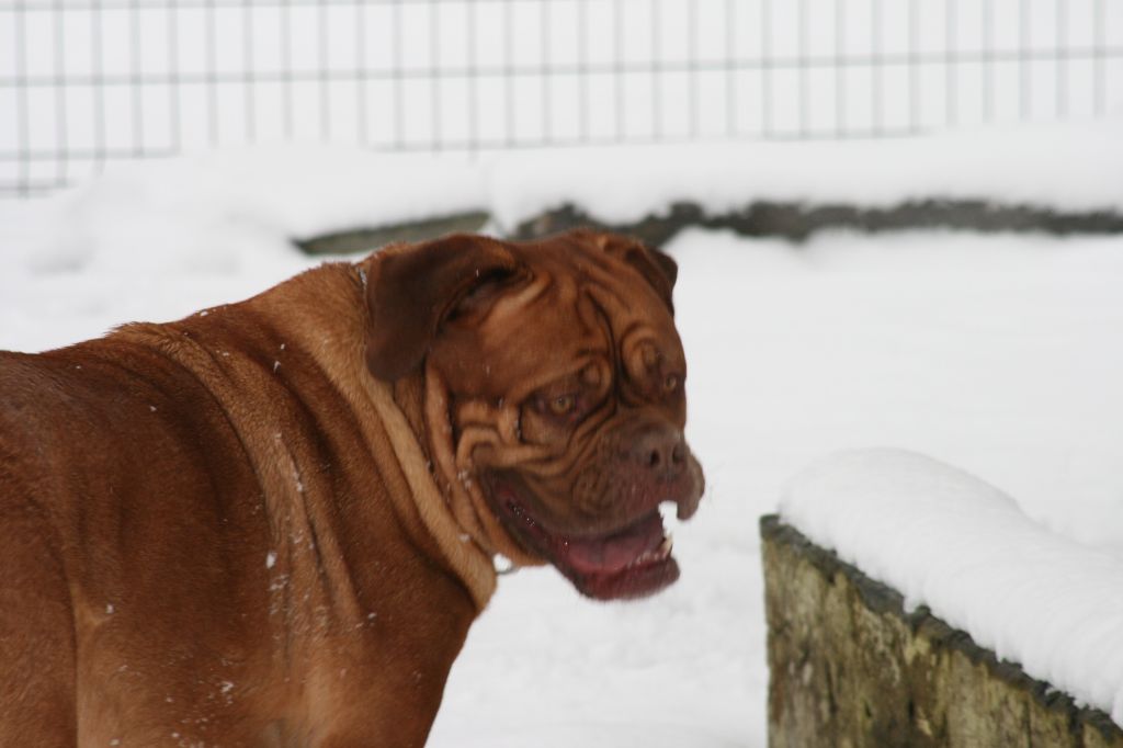 Ossi fraga Sweet Force