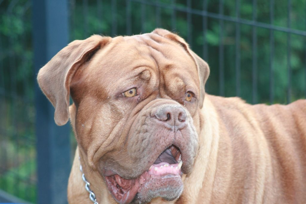 Ossi fraga Sweet Force