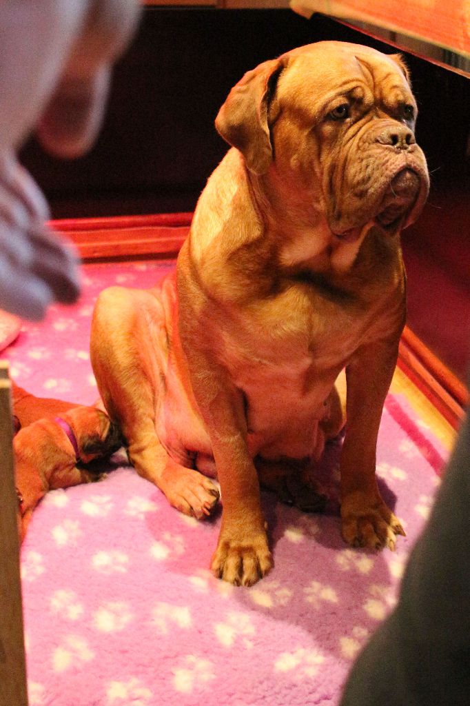 Ossi fraga Sweet Force