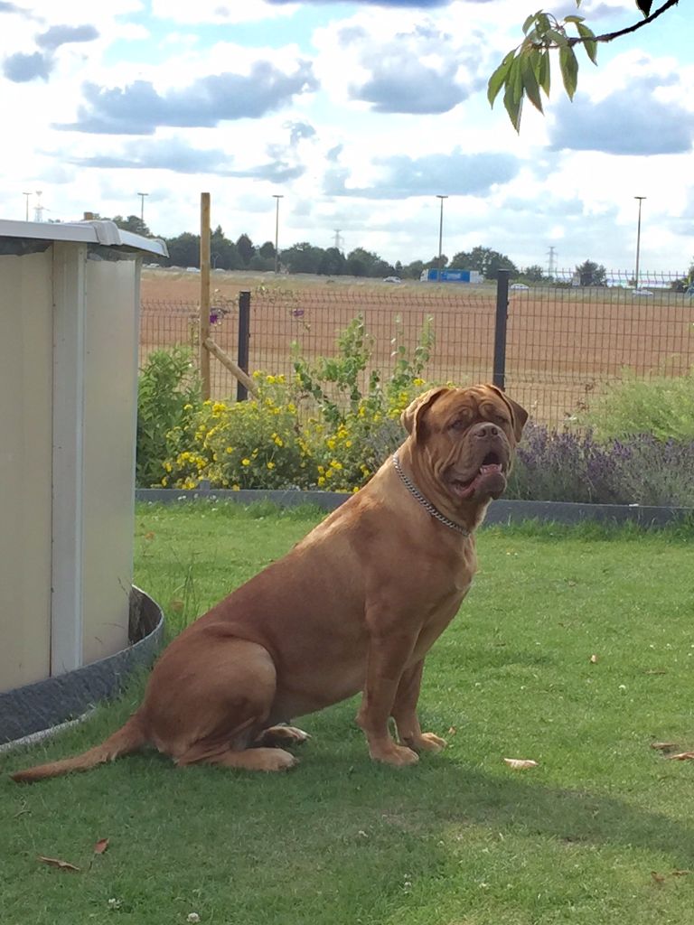 Ossi fraga Sweet Force