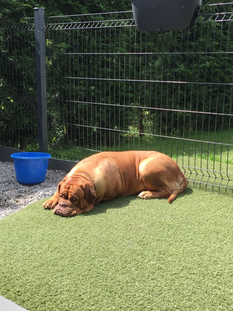 Ossi fraga Sweet Force