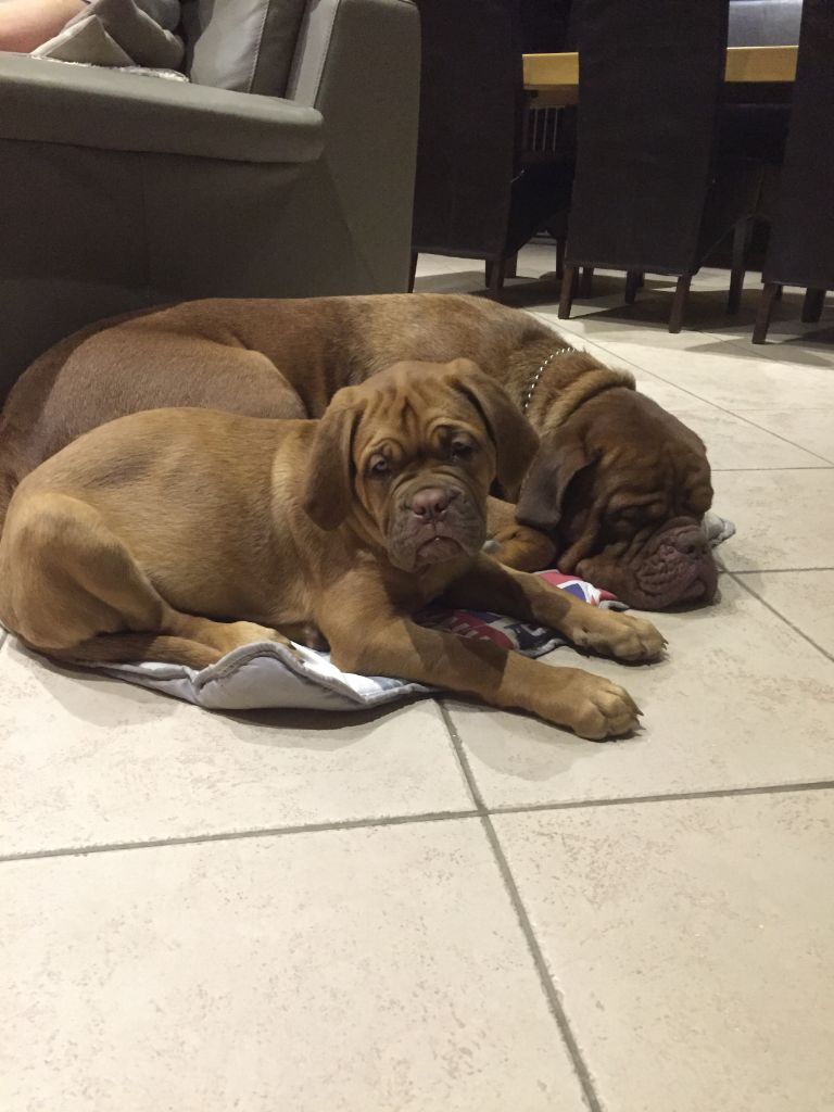 Ossi fraga Sweet Force