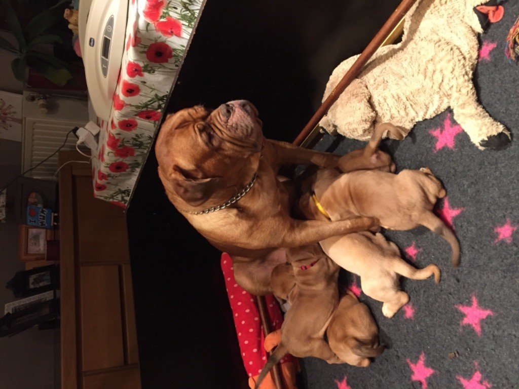 Ossi fraga Sweet Force