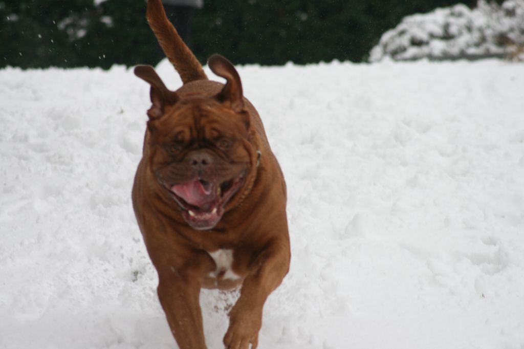 Ossi fraga Sweet Force