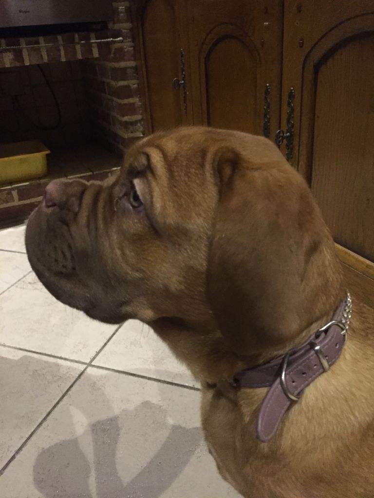 Ossi fraga Sweet Force