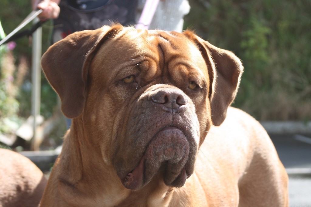 Ossi fraga Sweet Force