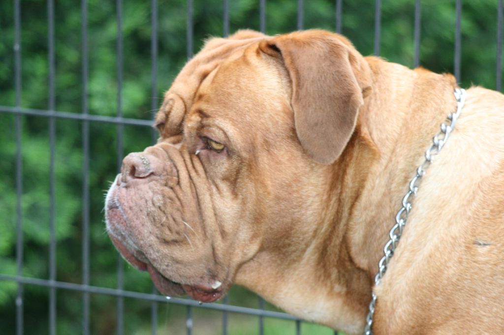 Ossi fraga Sweet Force