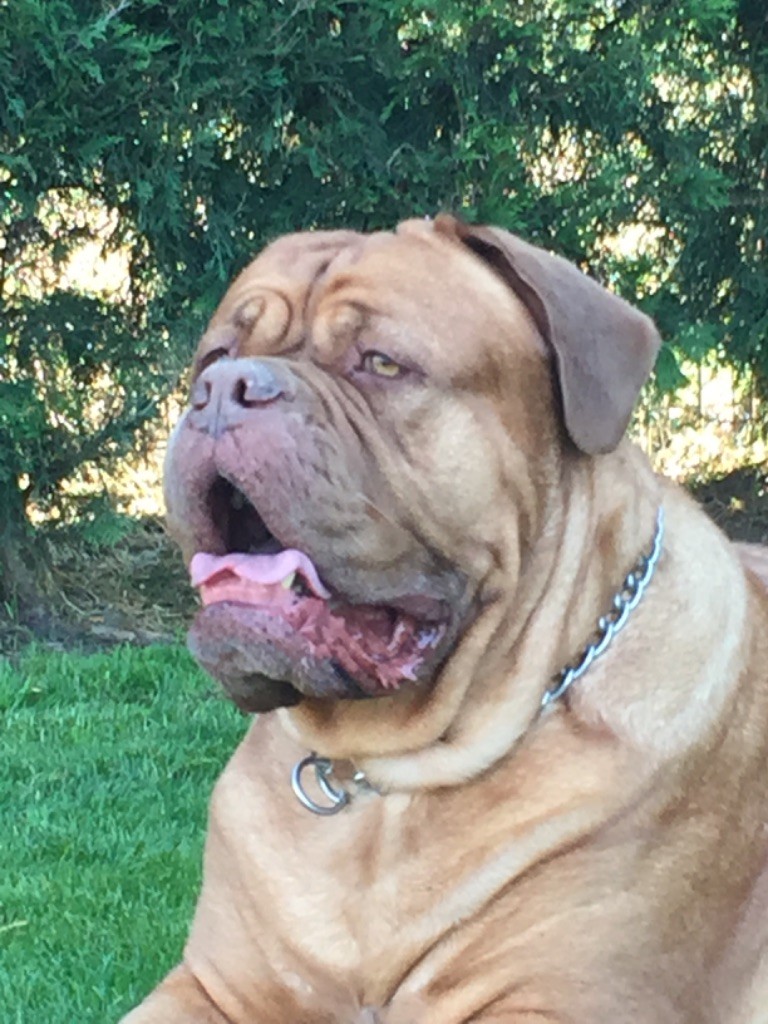 Ossi fraga Sweet Force