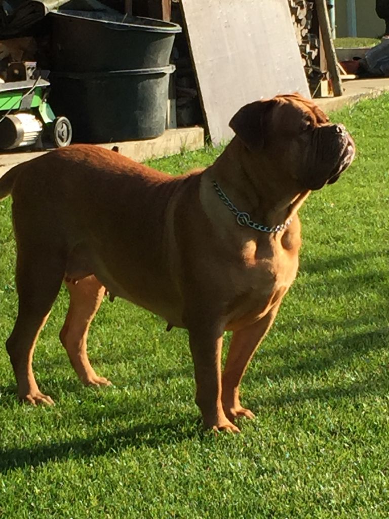 Ossi fraga Sweet Force