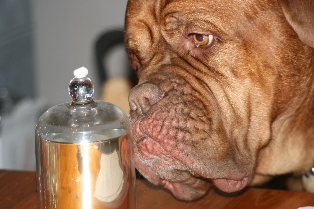 Ossi fraga Sweet Force